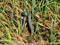2016-05-08 12h47m40 - Ringslang met kikker in de bek - Pierre Bernard